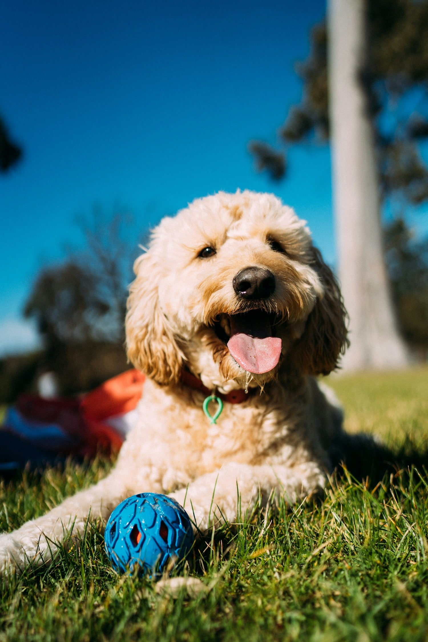 Pet Toys & Accessories